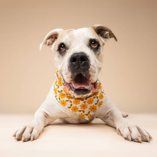 Marigold Dog Bandana