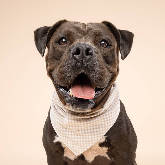 3 Pack of Everyday Fall Dog Bandanas - Gift Box