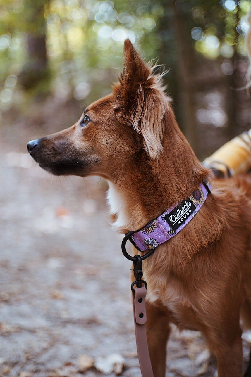 Shoreline Leash - Tan