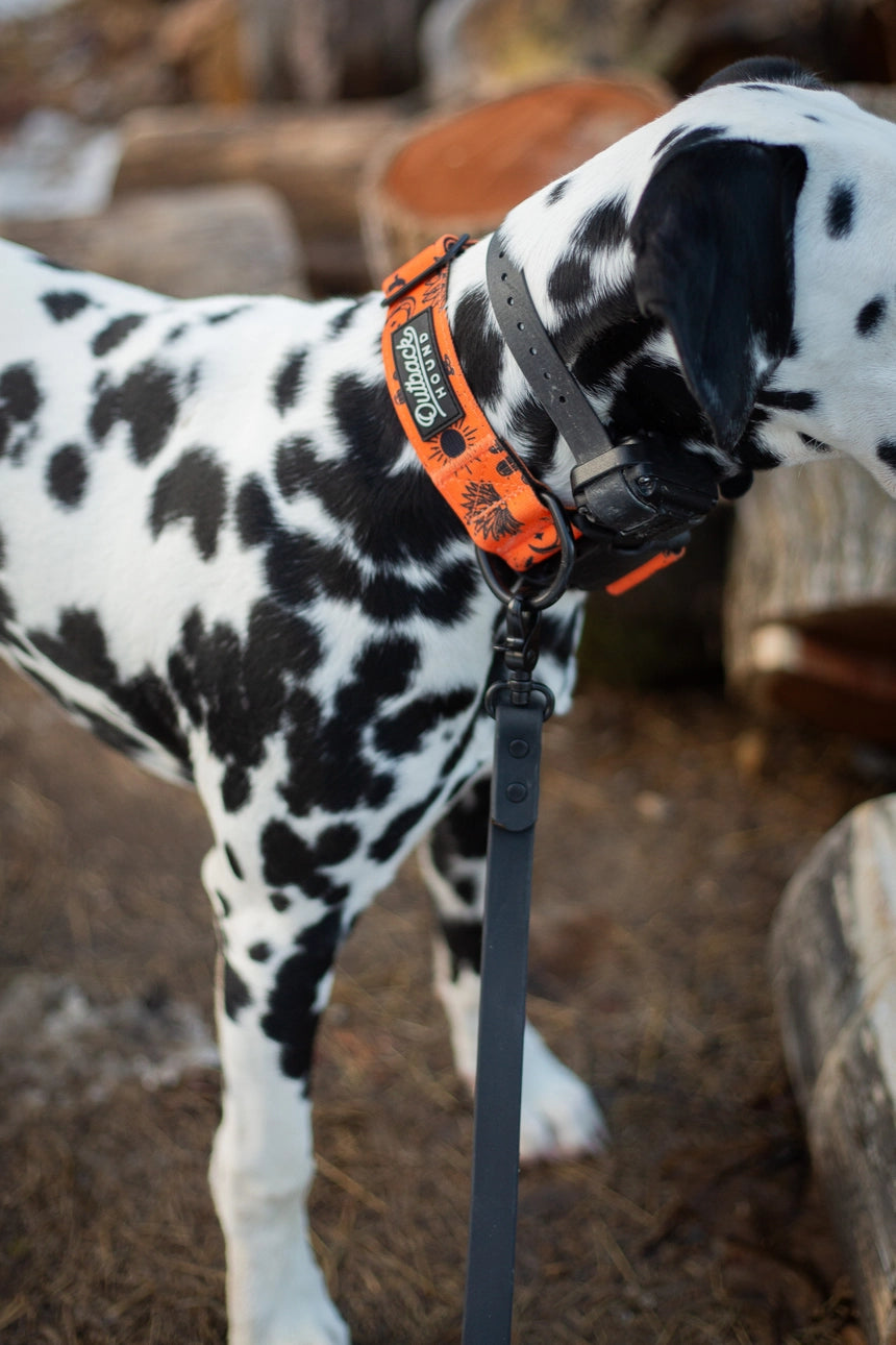 Shoreline Leash - Black