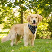 Skeleton Dog Bandana