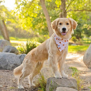 Pumpkins Dog Bandana