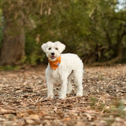 Pumpkins Dog Bandana