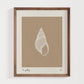 Sea Shell 2 | Seashell Art Print