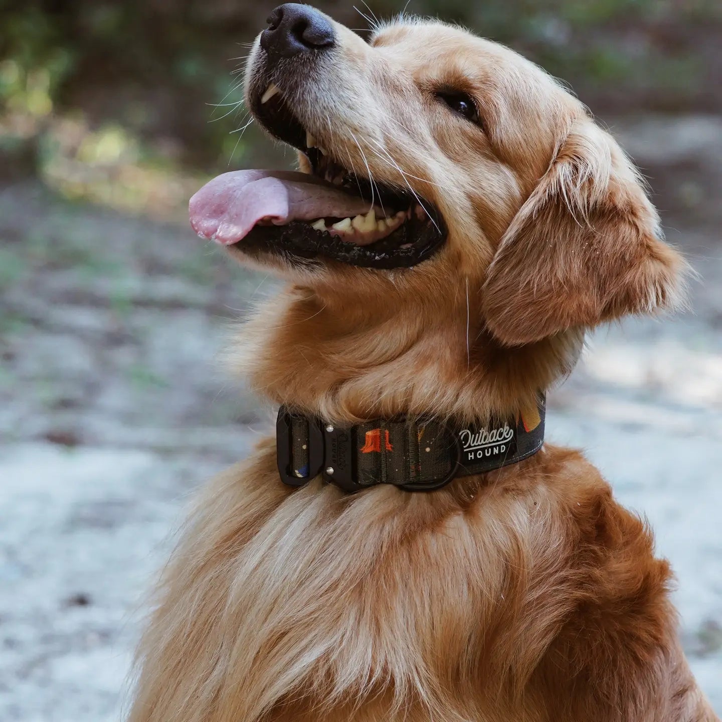 Enchanted Forest Dog Collar